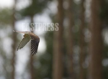 EA062290, Eastpress, Miehikkälä, Suomi